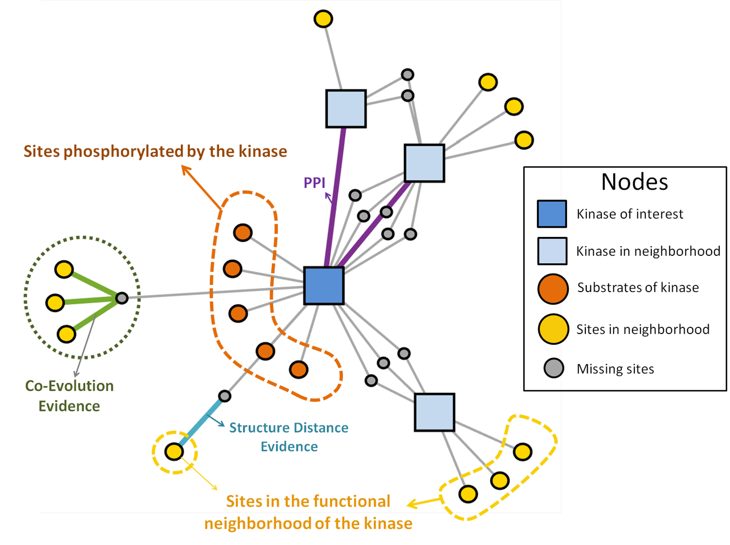 RoKAI propagates the phosphorylation across functional neighborhoods to provide a robust inference of kinase activity.